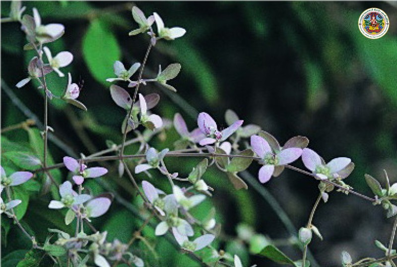 Congea tomentosa