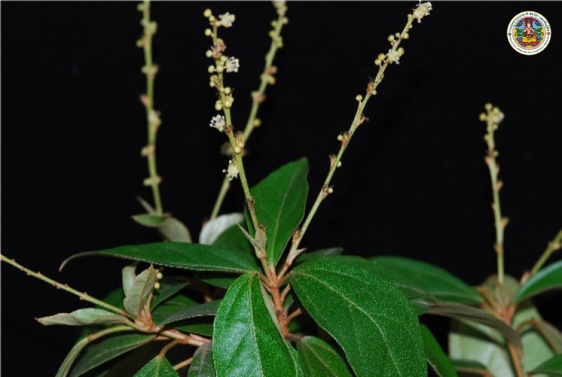 Croton cascarillloides