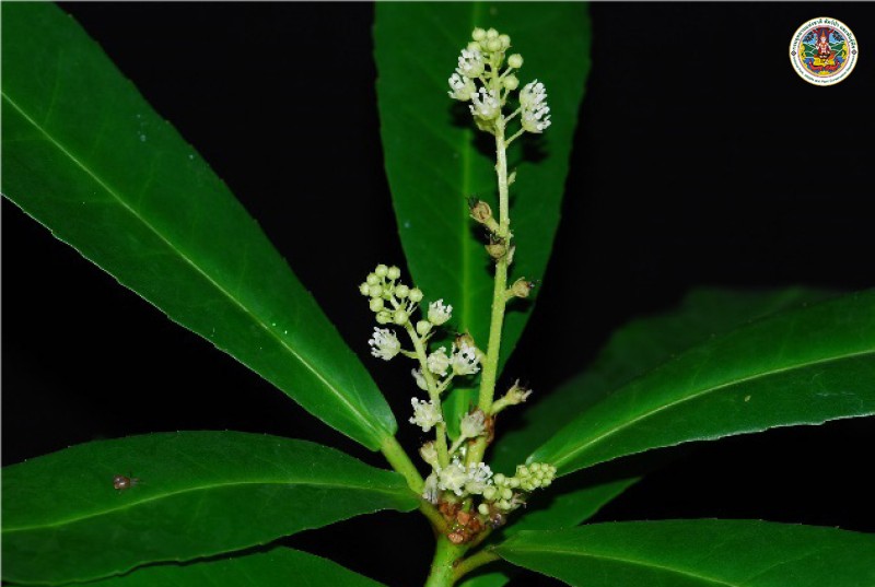 Croton decalvatus
