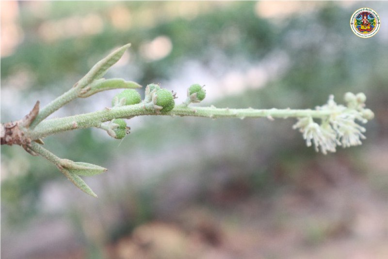 Croton stellatopilosus