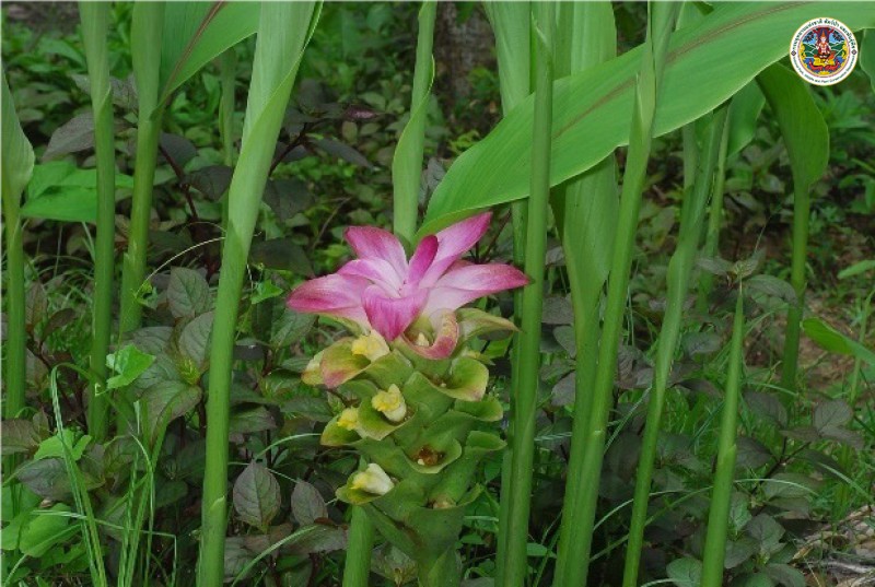 Curcuma aromatic