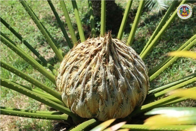Cycas chamaoensis