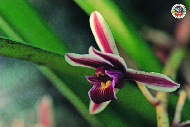 Cymbidium aloifolium