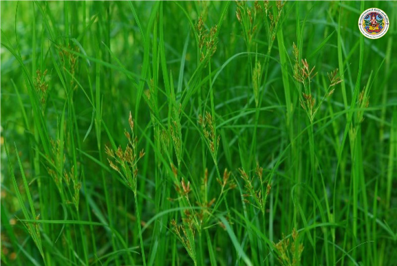 Cyperus rotundus