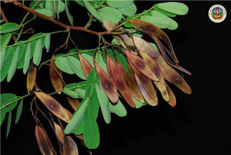 Dalbergia olineri