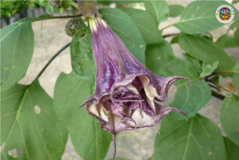 Datura metel