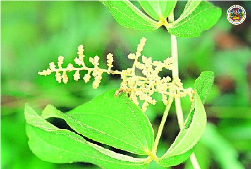 Dioscorea hispida