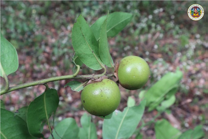 Diospyros areolata