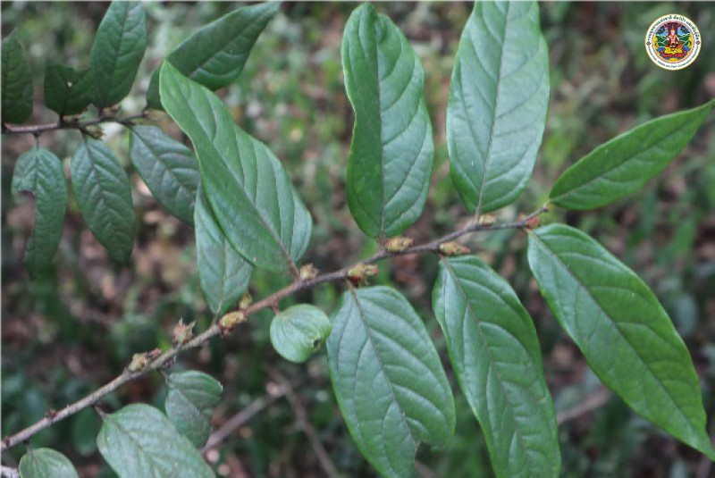 Diosryros apiculate