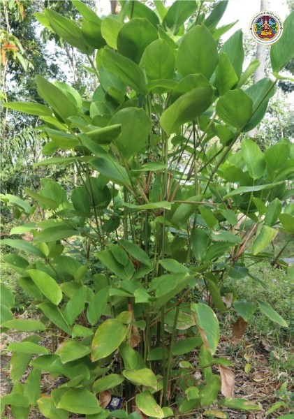 Donax canniformis