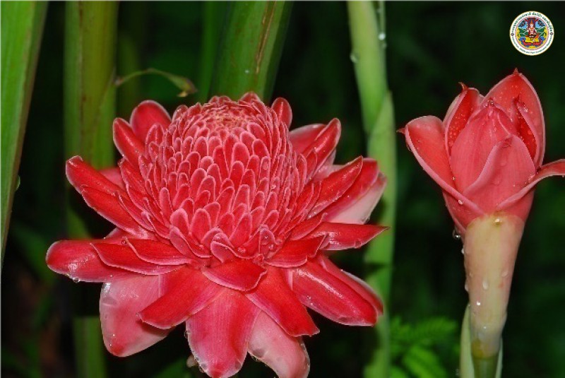 Etlingera elatior