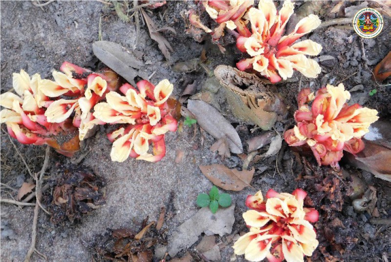 Etlingera litoralis