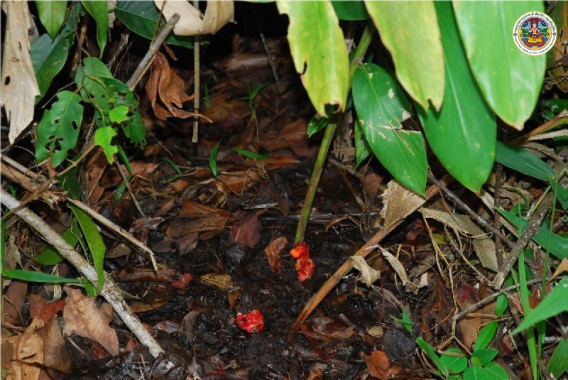 Etlingera pavieana