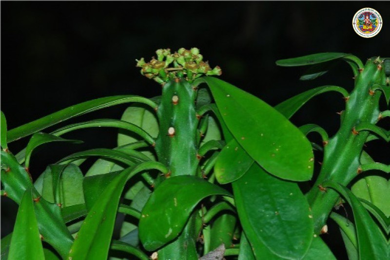 Euphorbia nerifolia