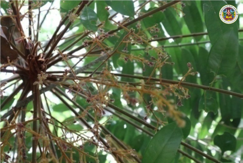 Eurycoma longifolia