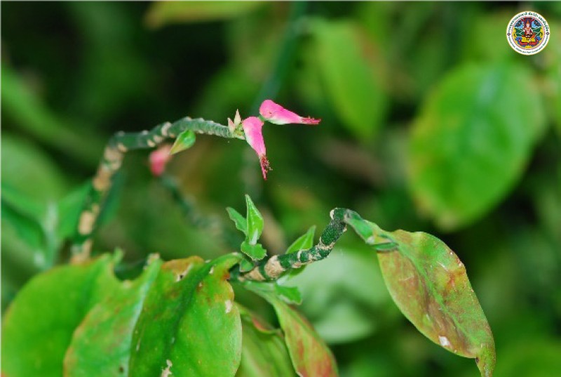 Exphorbia tithymaloides