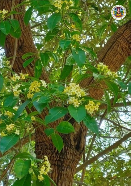 Fagraea fragrans