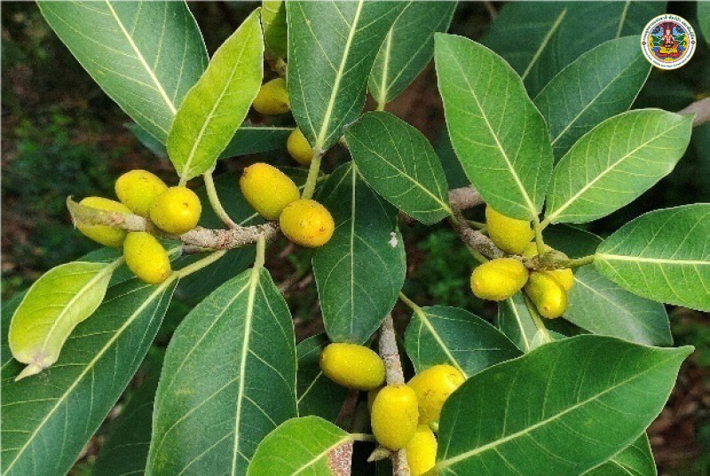 Ficus drupucea 