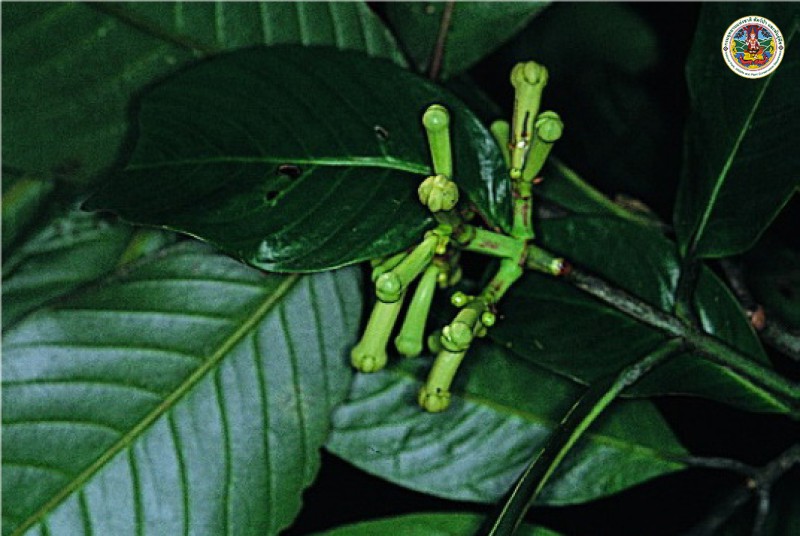 Garcinia atroviridis
