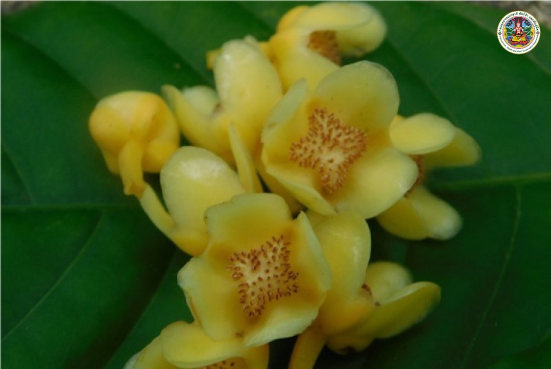 Garcinia corva