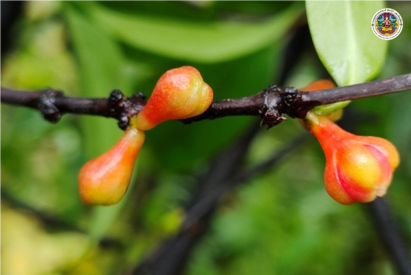 Garcinia lanceifolia