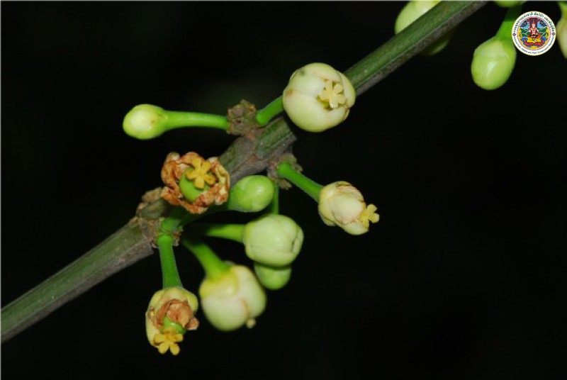 Garcinia vilersiana