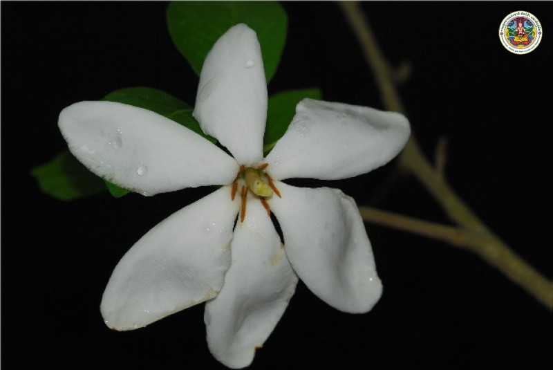 Gardenia collinsine