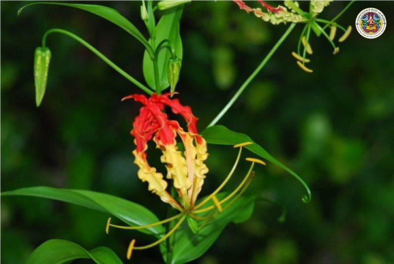 Gloriosa superba