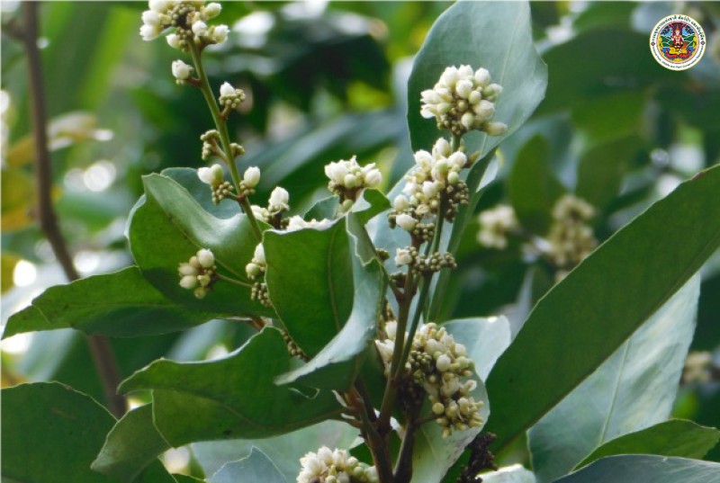 Glycosmis pentaphylla