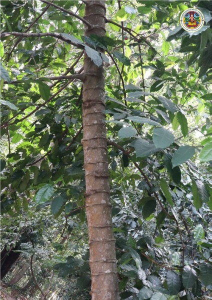 Gnetum gnemon
