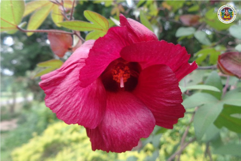 Gossypium arboreum