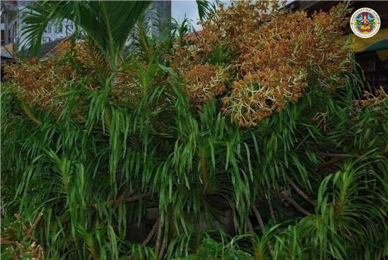 Grammatophyllum speciosum