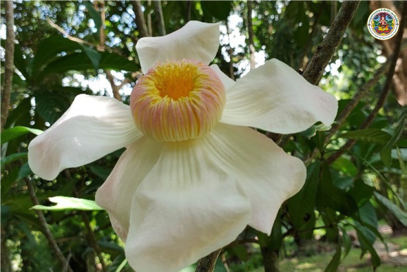 Gustaoia gracillima