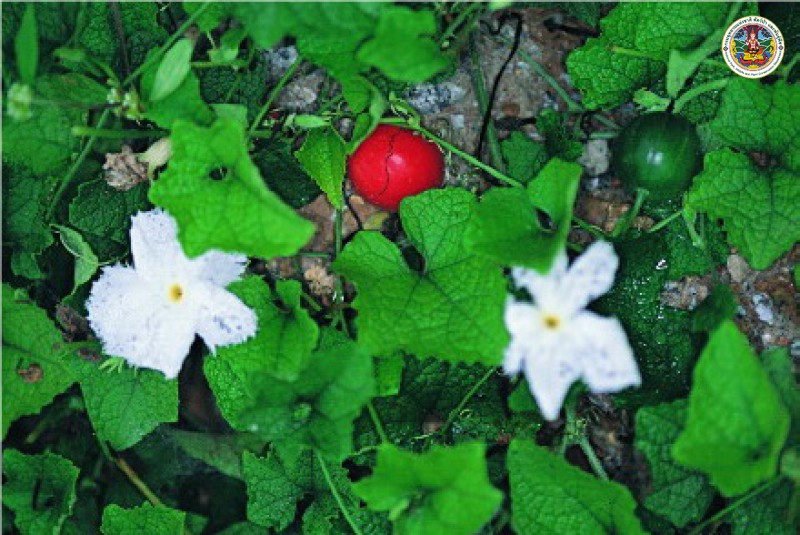 Gymnoopetalum scabrume