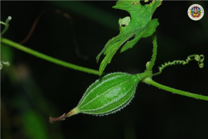 Gymnopetalum chinense
