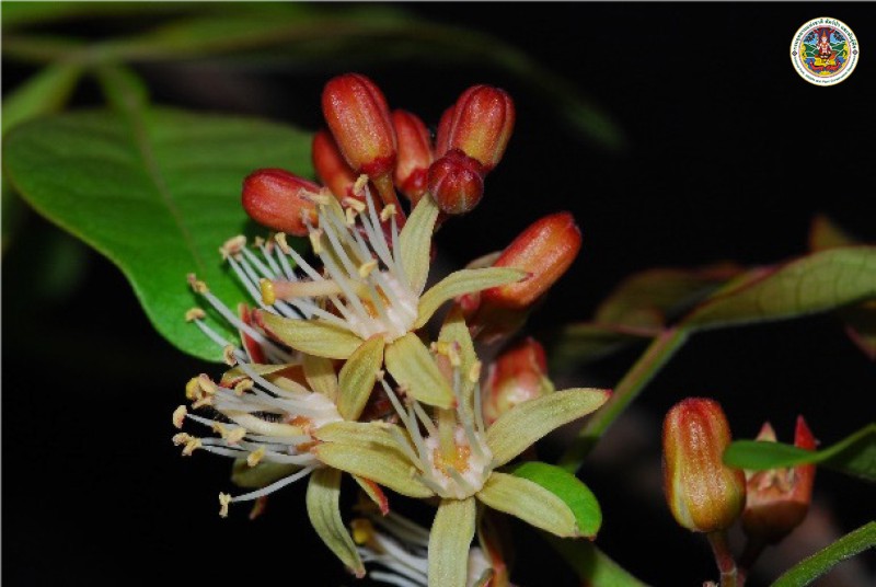 Harrisonia perforata