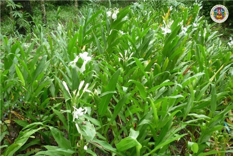 Hedychium coronarium