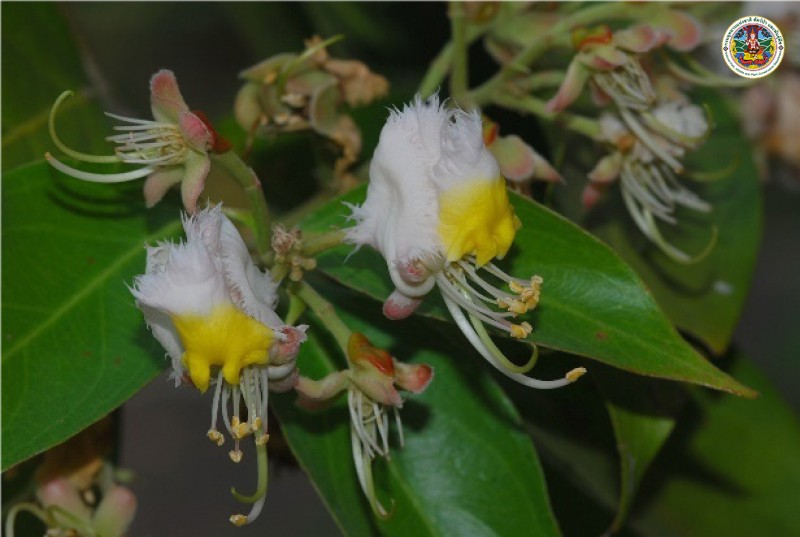 Hiptage benghalensis