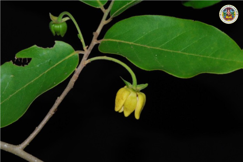 Hubera cerasoides
