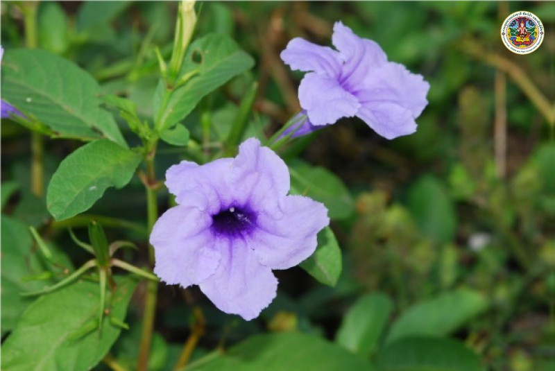 Hygrophila erecta