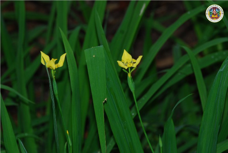 Iris domestica