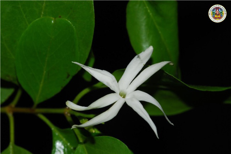 Jasminum anodontum