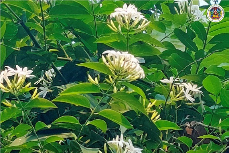 Jasminum decipiens
