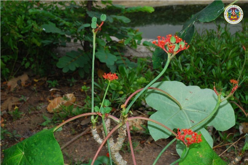 Jatropha podagrica