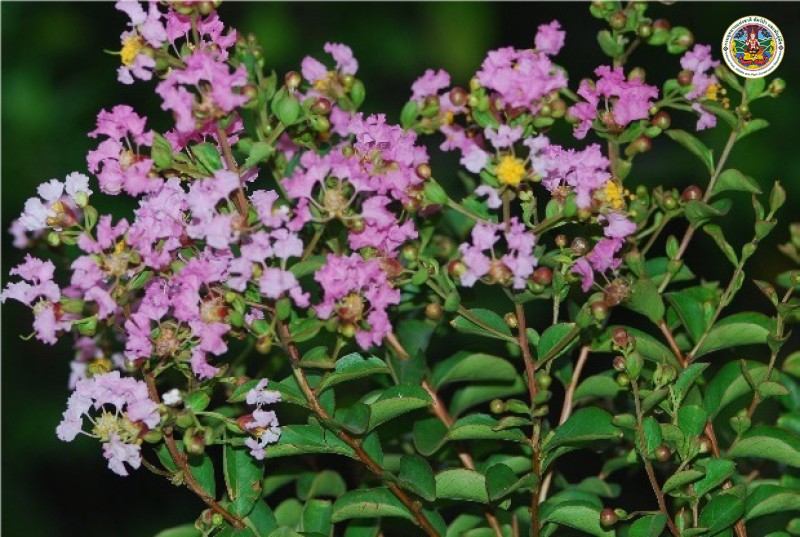 Lagerstroemia indica