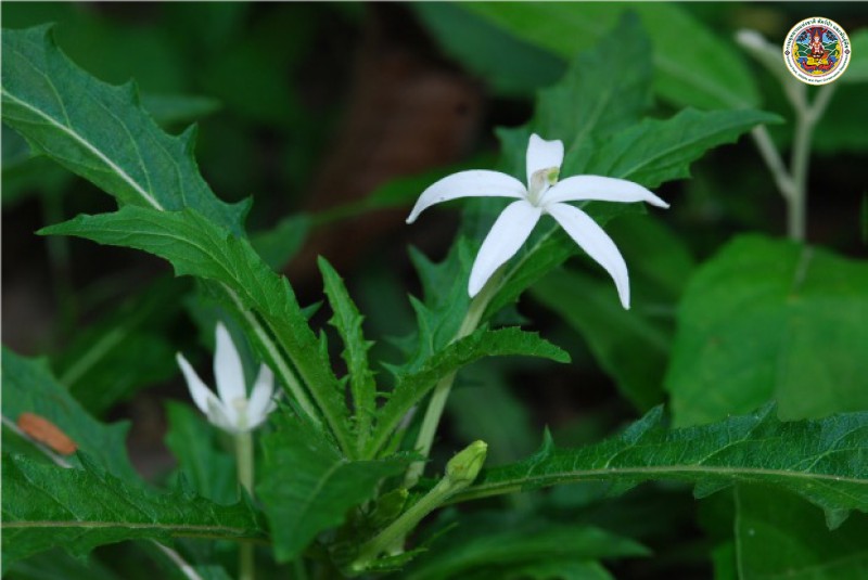 Laurentia longiflora