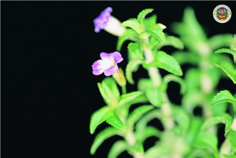 Limnophila chinensis
