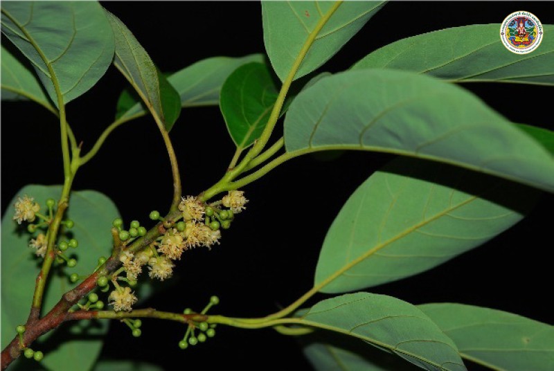 Litsea elliptica