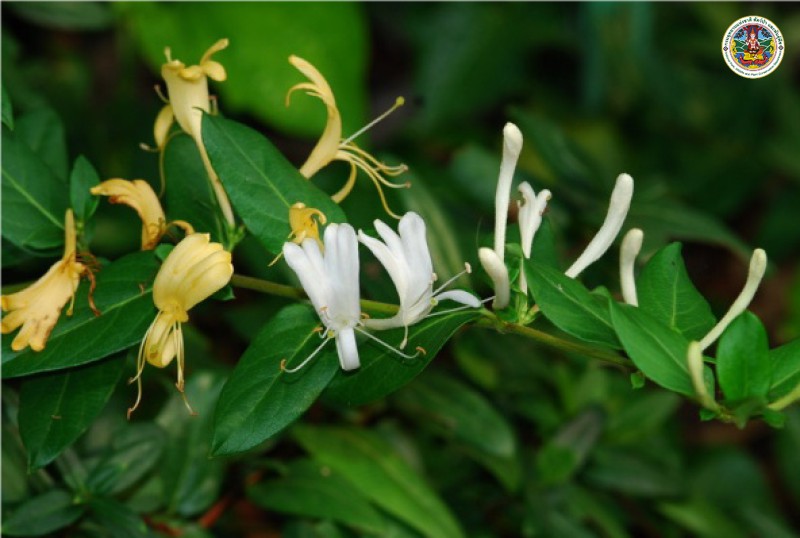 Lonicera japonica