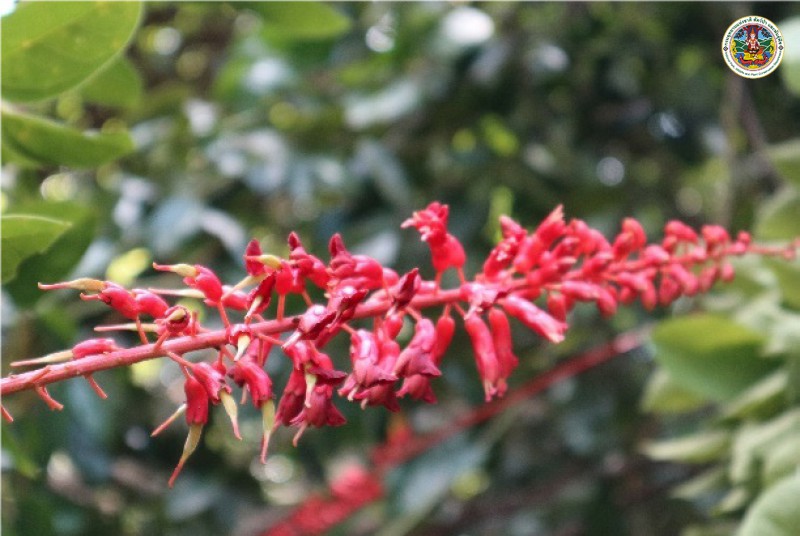 Lysiphyllum strychnnifolium